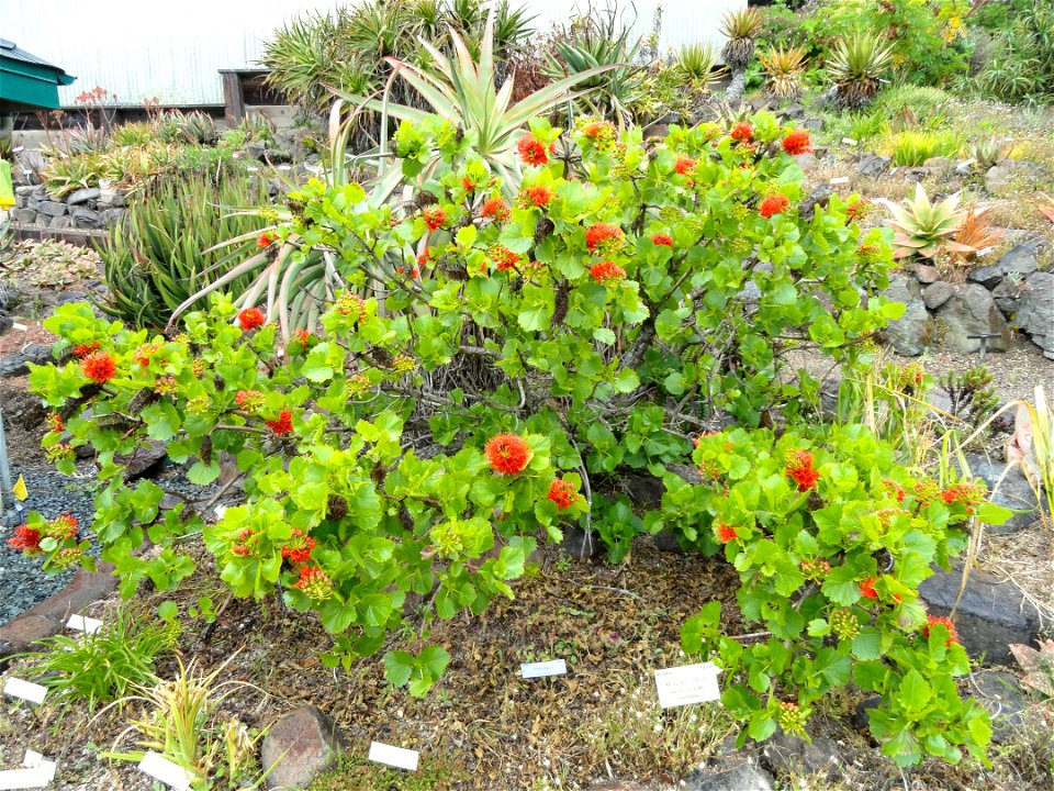 Greyia sutherlandii specimen in the University of California Botanical Garden, Berkeley, California, USA.