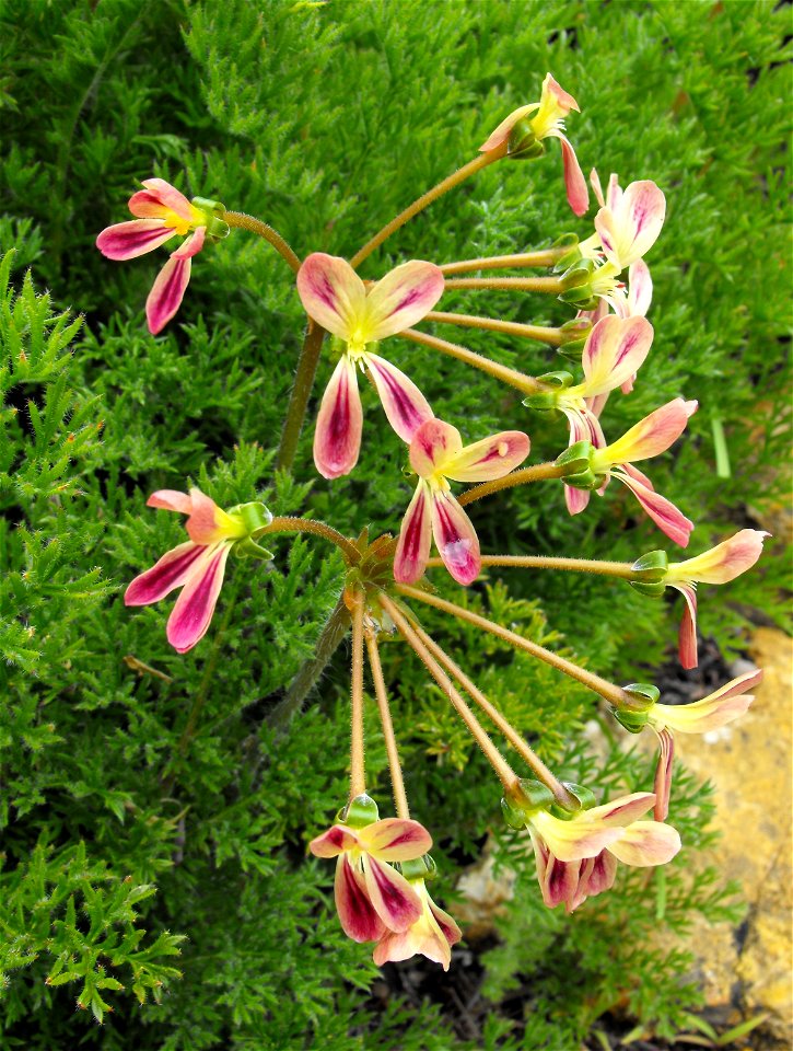 Pelargonium triste at the UC Berkeley Botanical Garden, California, USA. Identified by sign.