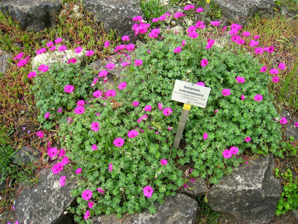 Geranium subcaulescens specimen, in the Botanischer Garten, Berlin-Dahlem (Berlin Botanical Garden), Berlin, Germany.