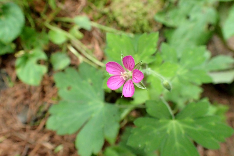 ゲンノショウコ [Geranium thunbergii]