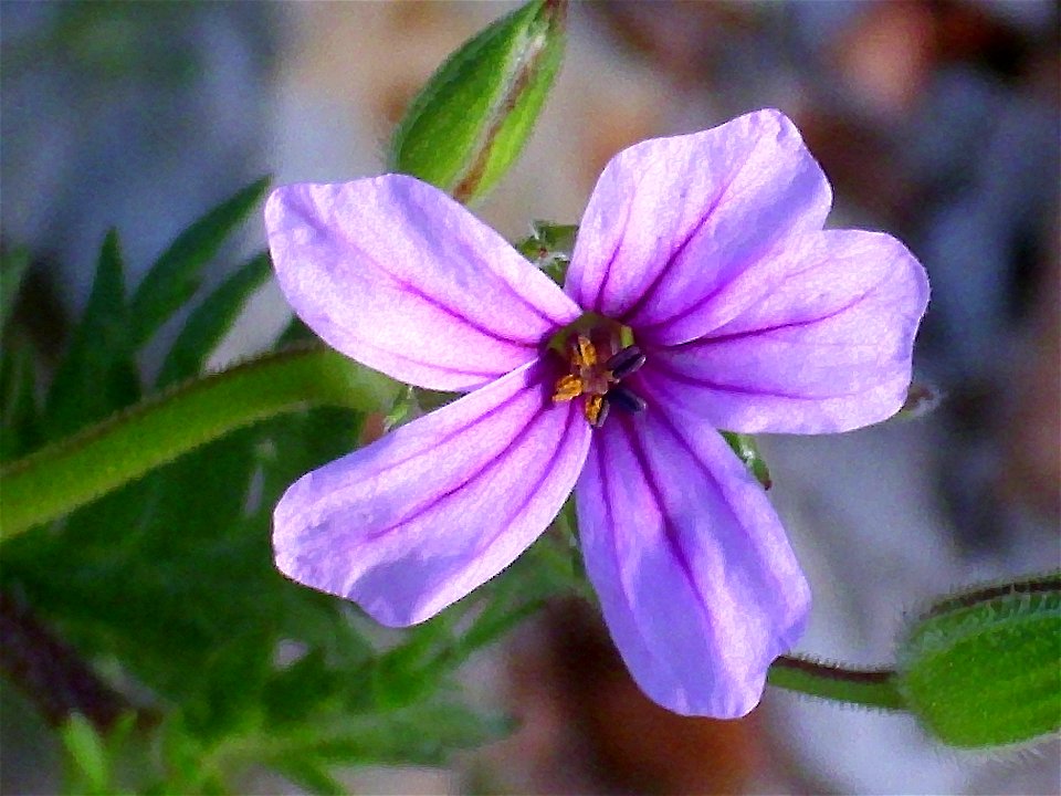 Erodium botrys flower close up Campo de Calatrava, Spain