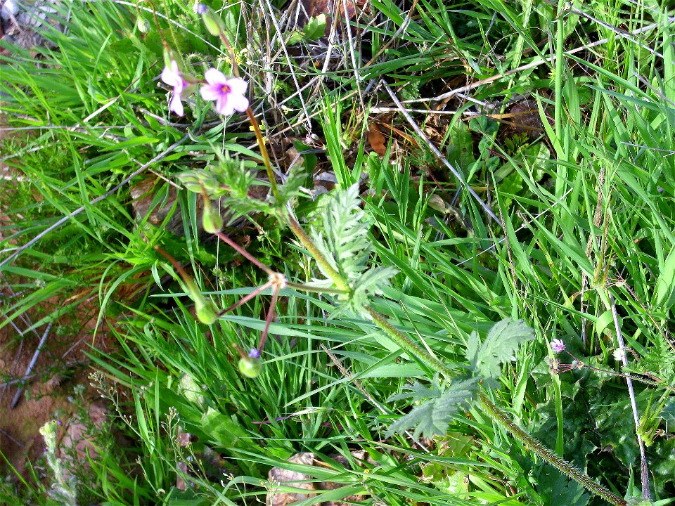 Erodium botrys stem and leaves Campo de Calatrava, Spain