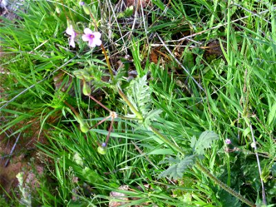Erodium botrys stem and leaves Campo de Calatrava, Spain