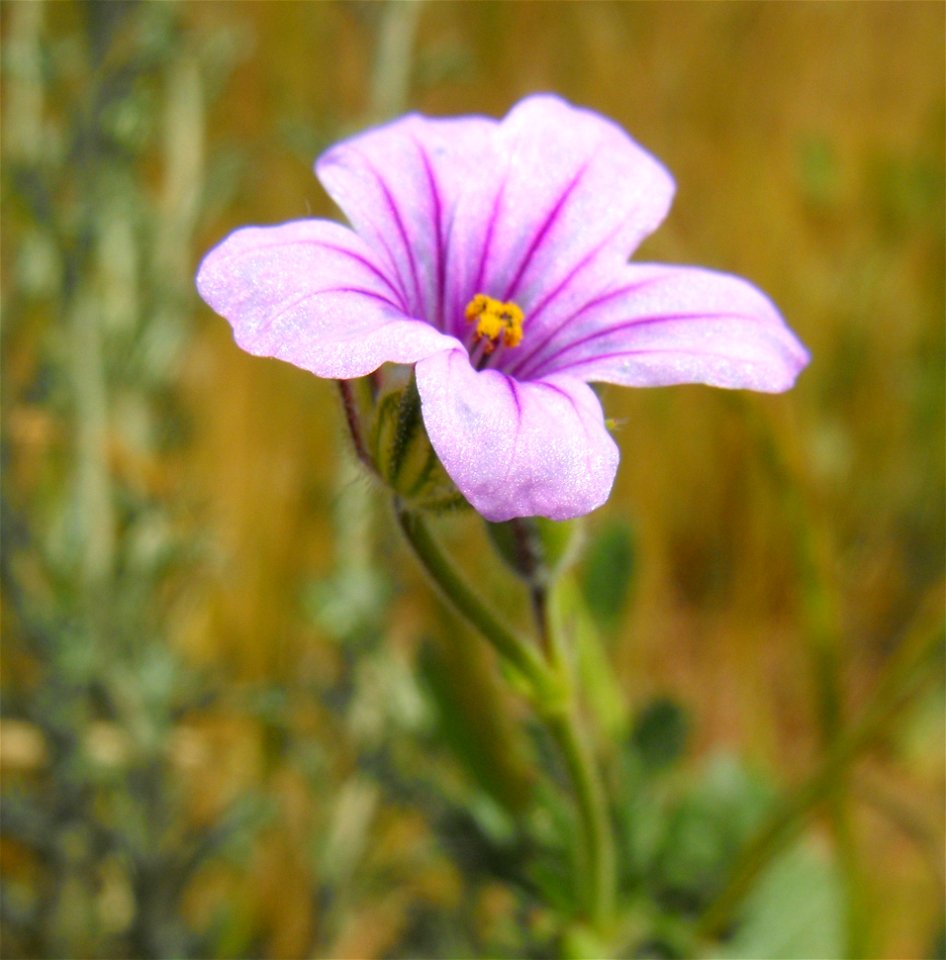 — long-beaked stork's bill, or broadleaf filaree.
Weed species at Lake Poway, in San Diego County, NW Peninsular Ranges, Southern California.