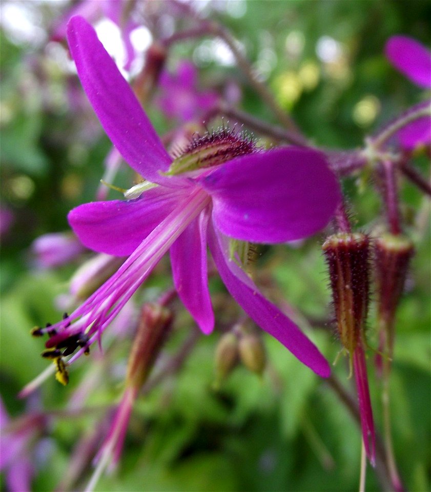 Geranium canariense in the UC Botanical Garden, Berkeley, California, USA. Identified by sign.
