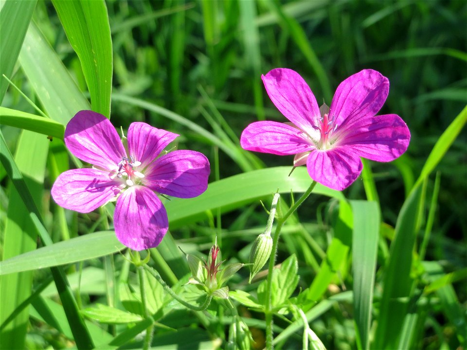 Sumpf-Storchschnabel (Geranium palustre) im Naturschutzgebiet Karl-Ludwig-See