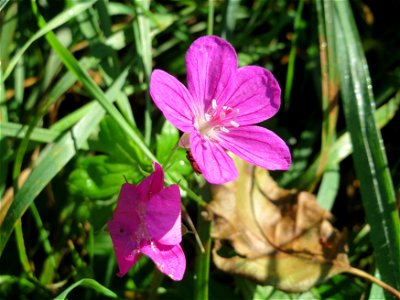 Sumpf-Storchschnabel (Geranium palustre) im Naturschutzgebiet Karl-Ludwig-See