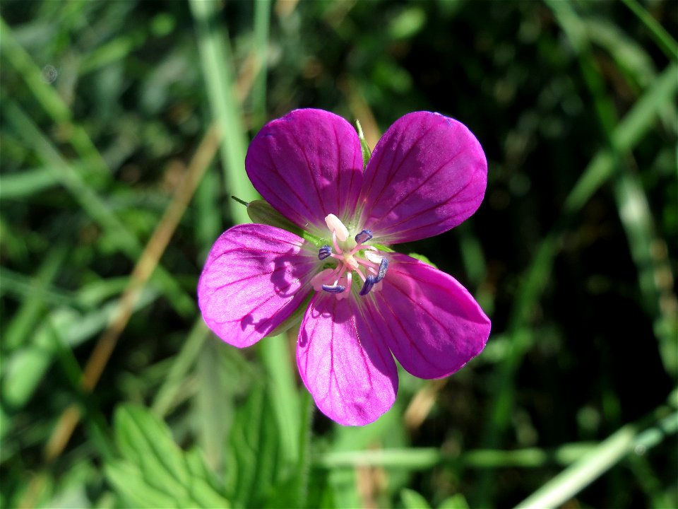 Sumpf-Storchschnabel (Geranium palustre) im Naturschutzgebiet Karl-Ludwig-See