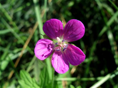 Sumpf-Storchschnabel (Geranium palustre) im Naturschutzgebiet Karl-Ludwig-See