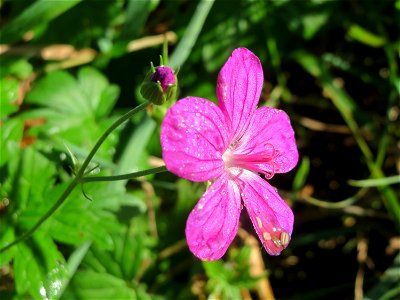 Sumpf-Storchschnabel (Geranium palustre) im Naturschutzgebiet Karl-Ludwig-See