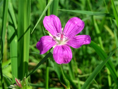 Sumpf-Storchschnabel (Geranium palustre) im Naturschutzgebiet Karl-Ludwig-See