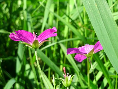 Sumpf-Storchschnabel (Geranium palustre) im Naturschutzgebiet Karl-Ludwig-See