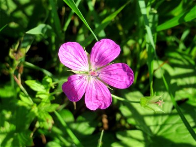 Sumpf-Storchschnabel (Geranium palustre) im Naturschutzgebiet Karl-Ludwig-See