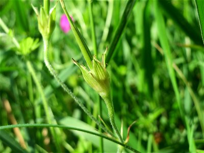 Sumpf-Storchschnabel (Geranium palustre) im Naturschutzgebiet Karl-Ludwig-See