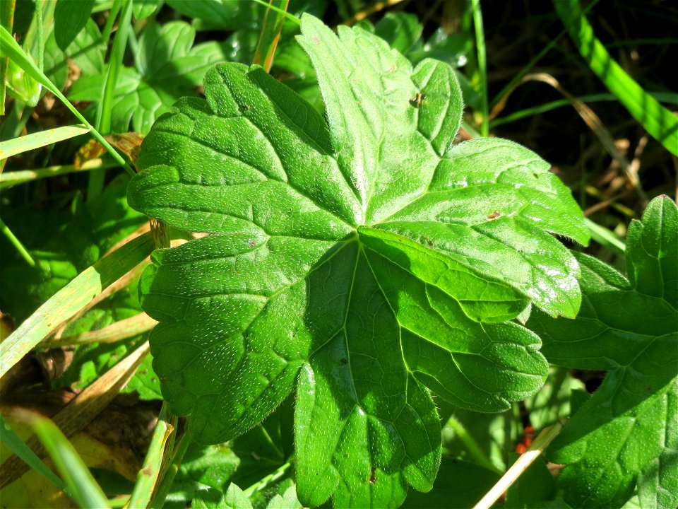 Sumpf-Storchschnabel (Geranium palustre) im Naturschutzgebiet Karl-Ludwig-See