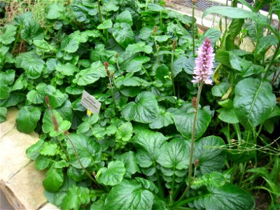 Francoa appendiculata specimen in the Botanischer Garten, Berlin-Dahlem (Berlin Botanical Garden), Berlin, Germany.