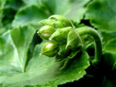 Buds of a pelargonium at an early stage photo