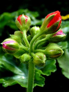 Buds of a pelargonium after the rain photo