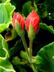 Buds of a pelargonium after the rain photo