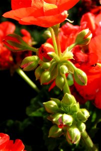 Buds of a pelargonium - taken in the evening with a low sunlight photo