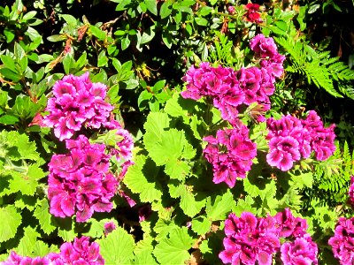 This is a Pelargonium that grows in the San Francisco Bay Area.