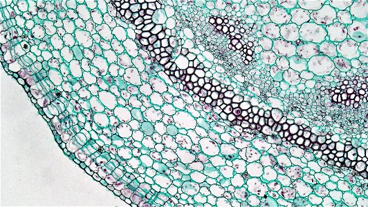 Cross section: Pelargonium Common name: Storksbill Geranium Magnification: 100x Unlike most herbaceous dicots, Pelargonium is capable of secondary growth in dermal and vascular tissues. The young stem photo