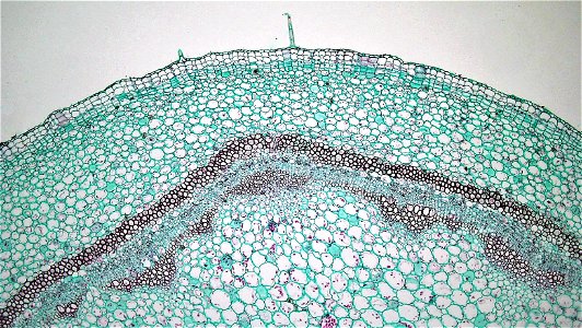 Cross section: Pelargonium Common name: Storksbill Geranium Magnification: 40x Unlike most herbaceous dicots, Pelargonium is capable of secondary growth in dermal and vascular tissues. The young stem photo