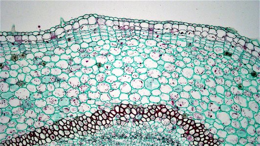 Cross section: Pelargonium Common name: Storksbill Geranium Magnification: 100x Unlike most herbaceous dicots, Pelargonium is capable of secondary growth in dermal and vascular tissues. The young stem photo