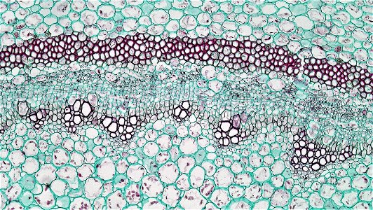 Cross section: Pelargonium Common name: Storksbill Geranium Magnification: 100x Unlike most herbaceous dicots, Pelargonium is capable of secondary growth in dermal and vascular tissues. A cortex of pa photo