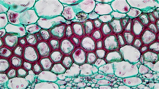 Cross section: Pelargonium Common name: Storksbill Geranium Magnification: 400x A cortex of parenchyma cells is separated from the stele by a well defined starch sheath. Immediately interior to the photo