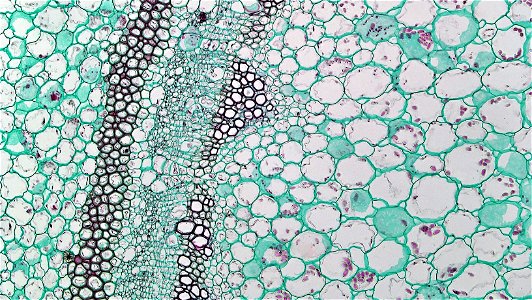 Cross section: Pelargonium Common name: Storksbill Geranium Magnification: 100x Unlike most herbaceous dicots, Pelargonium is capable of secondary growth in dermal and vascular tissues. The young stem photo