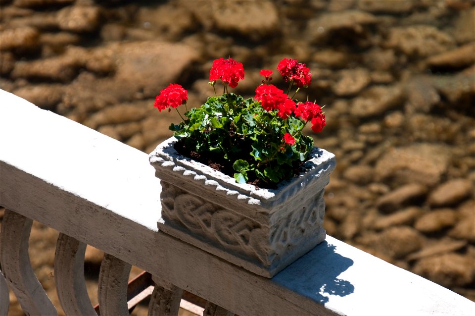 Pelargonia in a private garden at the riverbank of Italian river Serchio