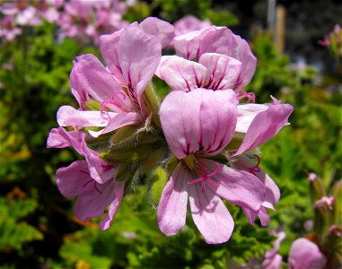 Pelargonium 'Attar of Roses' at the San Diego Botanic Garden in Encinitas, California, USA. Identified by sign. photo