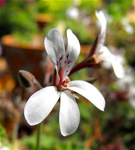 Pelargonium 'Old Spice' at the San Diego Botanic Garden in Encinitas, California, USA. Identified by sign.