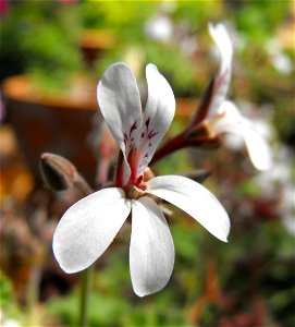 Pelargonium 'Old Spice' at the San Diego Botanic Garden in Encinitas, California, USA. Identified by sign. photo