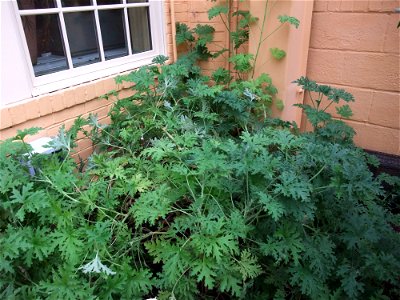 A photograph of Pelargonium 'citrosum' photo