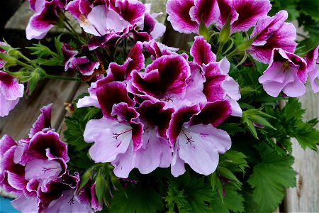 Pelargonium 'Elegance Purple Majesty'. photo