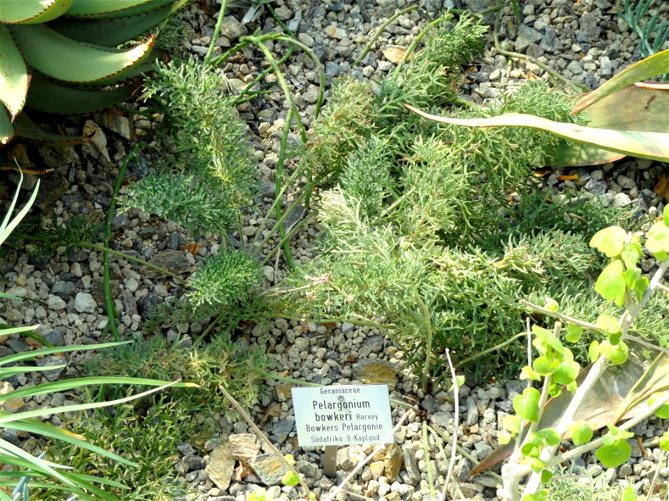 Pelargonium bowkeri specimen in the Botanischer Garten München-Nymphenburg, Munich, Germany.