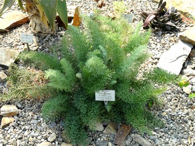 Pelargonium bowkeri specimen in the Botanischer Garten München-Nymphenburg, Munich, Germany. photo