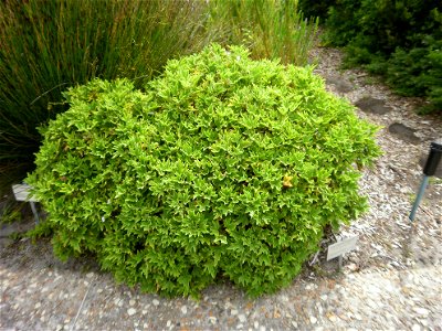 Pelargonium citronellum. Cape plant grown in a garden in South Africa. photo