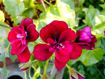 Blüten aus der Gattung Pelargonium photo