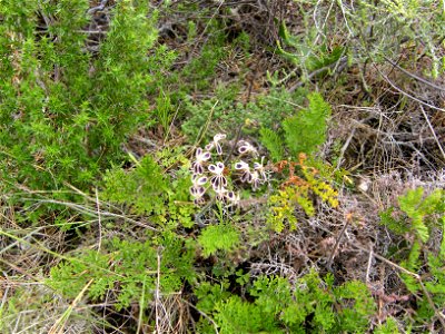 Kaneelbossie (Pelargonium lobatum), Lion's Head, Cape Town