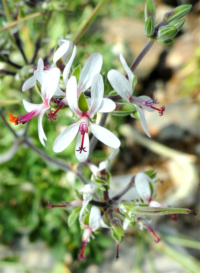 Pelargonium polycephalum specimen in the Botanischer Garten München-Nymphenburg, Munich, Germany.