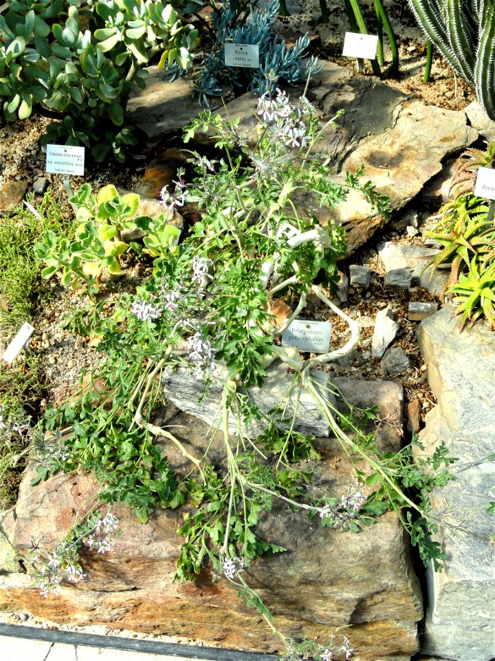 Pelargonium polycephalum specimen in the Botanischer Garten München-Nymphenburg, Munich, Germany.