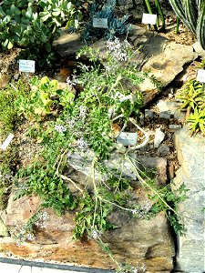 Pelargonium polycephalum specimen in the Botanischer Garten München-Nymphenburg, Munich, Germany. photo