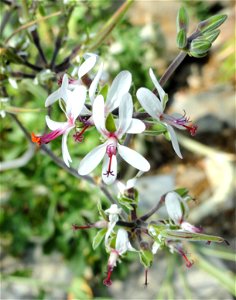 Pelargonium polycephalum specimen in the Botanischer Garten München-Nymphenburg, Munich, Germany.