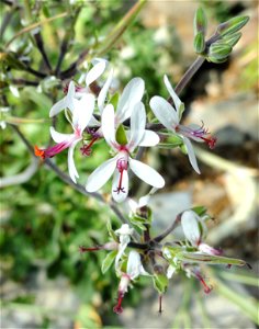 Pelargonium polycephalum specimen in the Botanischer Garten München-Nymphenburg, Munich, Germany. photo