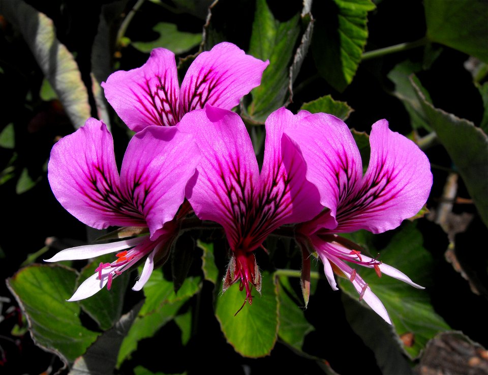 Pelargonium cordifolium at Quail Botanical Gardens in Encinitas, California, USA.