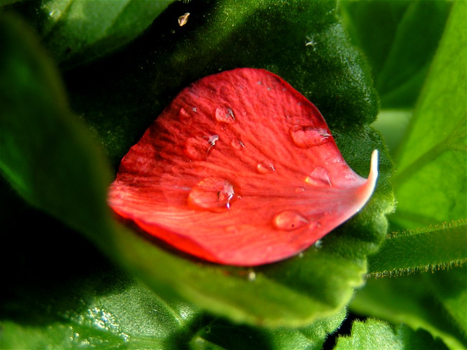 Petal of a pelargonium - taken in the evening with a low sunlight