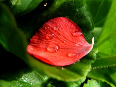 Petal of a pelargonium - taken in the evening with a low sunlight photo